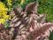 Paproć - Athyrium Burgudy Lace