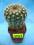 Kaktusy Notocactus conncinus nr3022 don5x5cm