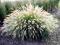 Rozplenica japońska, piórkówka pennisetum 'Hameln'