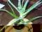 ALOES