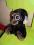 YooHoo małpka TY duża ok.23 cm