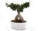 Bonsai Everlasting Flowers las