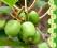 KIWI actinidia ISSAI pyszne owoce SAMOPYLNA