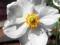 Anemone japonica 'Honorine Jobert' -  Zawilec jap.