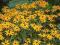 Rudbeckia fulgida Goldsturm - Rudbekia błyskotliwa