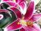 LILIA ORIENTALNA MARU LILIUM ORIENTAL