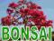 BONSAI 600 NASION _ MEGA ZESTAW _na DRZEWKA KRZEWY