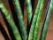 Sansevieria Fernwood Musica, hoya, hoja