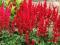 ASTILBE TAWUŁKA CHIŃSKA VISION IN RED CZERWONA