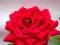 Róża CZERWONA wielkokwiatowa W DONICZCEwys.60*OKAZ