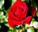 Róża BORDOWA wielkokwiatowa W DONICZCEwys.60*CUDO!