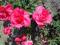 Róże dużo odmian kopane.