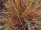 BARDZO DEKORACYJNA - Turzyca włosista Bronze Form