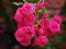 acm RÓŻA PARKOWA RÓŻOWA WYPRZEDAŻ SADZONKI W DONIC
