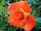 RÓŻA WIELKOKWIATOWA MONICA zdumiewa. /POMARAŃCZOWA