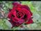 RÓŻA WIELKOKWIATOWA MR LINCOLN olśniewa // BORDOWA