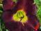 LILIOWIEC, LILIOWCE, HEMEROCALLIS MIDNIGHT RAIDER
