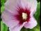 HIBISKUS 'HAMABO' PIĘKNE KWIATY  + GRATIS