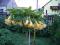 Datura  Brugmansia angels goldface