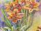 NARCYZY-  KWIATY AKWARELA