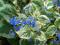 Brunera wielkolistna - Variegata'