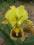 Irys pumila MEADOW COURT - doniczka