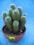 Kaktusy Mammillaria nr3332 don13cm