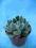 Kaktusy Echeveria setosa don8cm