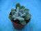 Kaktusy Echeveria dealbata don7cm