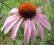 Jeżówk,echinacea @ PURPUROWA @ różowa piękność
