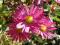 Chryzantema zimująca ,ALCALA -  róża,lewizja