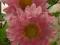 CHRYZANTEMA ZIMUJĄCA RÓŻOWA duże sadzonki