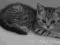 Kotki Kocięta Brytyjski e silver tabby whiskas
