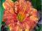 Liliowiec 'Spacecoast Freaky Tiki'   Hemerocallis