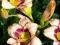Liliowiec 'Daring Deception'   Hemerocallis