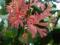 Hibiscus, hibiskus, róża chińska - Schizopetalus