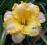 Hemerocallis My Special Angel, liliowiec