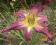 Hemerocallis Lots of Laughter, liliowiec