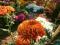 Chryzantema zimująca ,,Ariadna'' ,  trytomia,irys