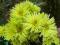 Chryzantema gruntowa ' GREEN '   żurawka ,phlox