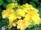 06 Heuchera Electric Lime - złota żuraweczka