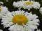 20 Leucanthemum  Real Neat - wyprzedaż
