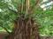 METASEKWOJA drzewo z epoki dinozaurów sadzonki