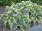 030 Hosta First Frost  - kolekcjonerska