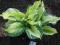 030 Hosta Funkia Something Different