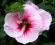 z Hibiscus Summer Storm ogromny kwiat -do kolekcji
