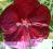 z Hibiscus Robert Fleming - ogromny kwiat