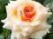 róża  francuska  MARJOLAINE (Sauniber)