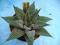 Kaktusy Haworthia limifolia 'Spider white' don 8cm