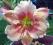Hemerocallis  Liliowiec Janice Brown - wyprzedaż